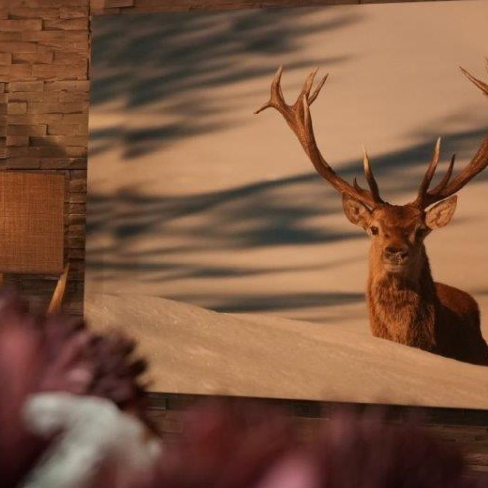 Trisconi Meubles - Tableau cerf close up